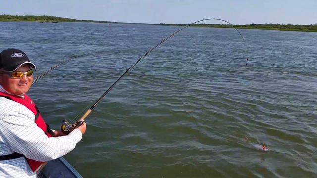 Nushagak King Salmon triple!! #salmon #alaska #chinook #king #fishing