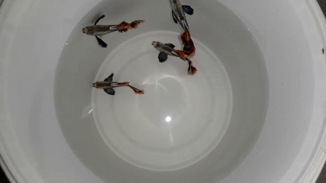 Гуппи Слоновьи уши " Platinum Red Mosaic Big Ears" г.Самара skozev78@gmail.com смотреть онлайн