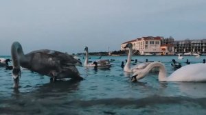 Юрий Визбор - В Ялте ноябрь. (клип)