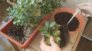 Крассула/Толстянка/Моя коллекция Крассул деревовидных. Пересадка в новые горшочки. Особенности уход