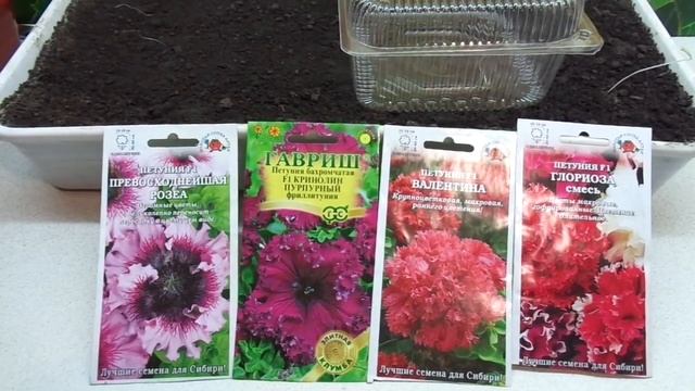 КОГДА НАЧИНАТЬ ПОСЕВЫ ПЕТУНИИ? Ольга Чернова. смотреть онлайн