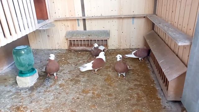 АКБАШИ.Открываю гнёзда начинаю выводной сезон. смотреть онлайн