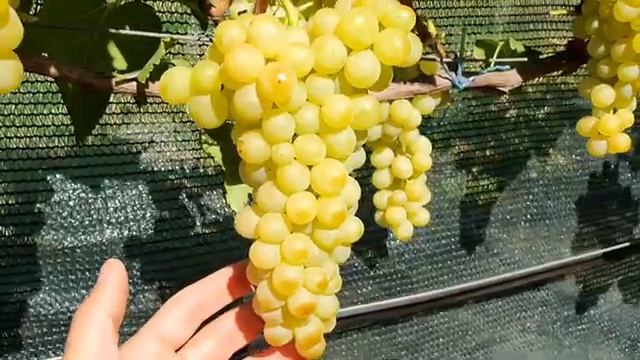 Кишмиш Золотце 2021 смотреть онлайн