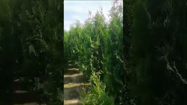 Туя🌲 Западная / Пирамидалис 🔥