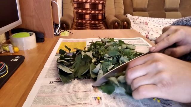 Чистотел от грибка, бородавок, папиллом. Готовим настойку чистотела на зиму.