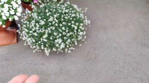 Алиссум вегетативный Сноу Принцесс. Как вырастить из черенка огромный цветущий куст. Уход.Обработки