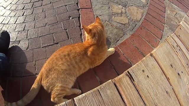 Кошки и мухи в Турции 1 смотреть онлайн