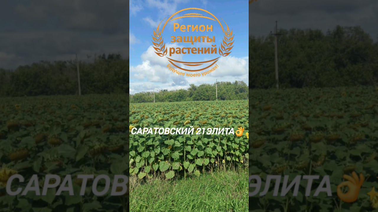 #регионзащитырастений #семенаподсолнечника #гибридыподсолнечника