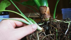 Alocasia Gageana aurea variegata 17.09.2023