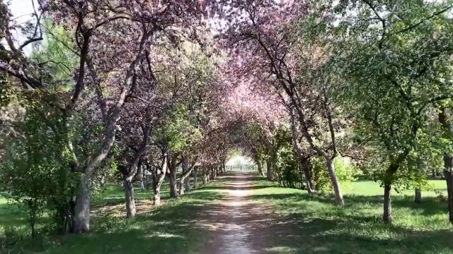Прогулка по потрясающей аллее из розовых яблонь и другие красивые места в Екатеринбурге. Весна 2023
