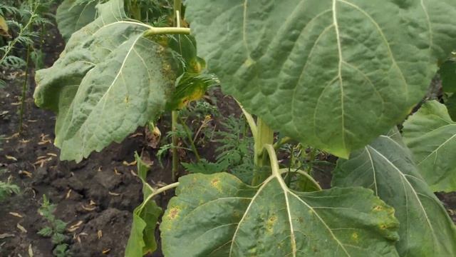 Саванна, обзор подсолнечника Саванна от компании Евралис смотреть онлайн