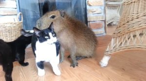 Capybara and Cats!