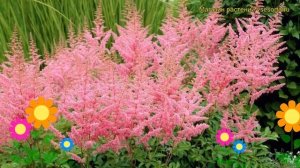 Астильба арендса Каттлея. Краткий обзор, описание характеристик astilbe x arendsii Cattleya