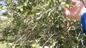 Собор урожая оливок. 08.10.17. Дача - Горадиль