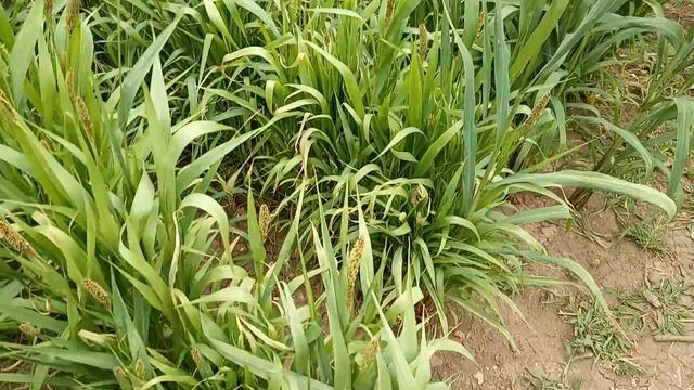 Чумиза (июль 2019г.) смотреть онлайн