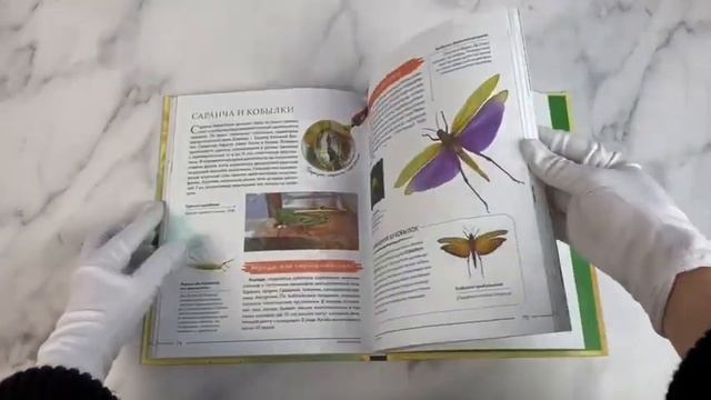 Насекомые мира. Детская энциклопедия