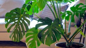 Опасные цветы, которым не место в вашем доме