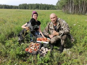 ГРИБЫ ПОДОСИНОВИКИ и не только/ грибы 2023/грибы в НСО
