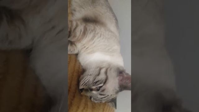 Мёртвый сон смотреть онлайн