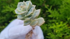 Graptoveria Titubans variegated