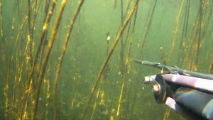 Подводная охота на водохранилище 12.09.2020 взял трофейную щуку