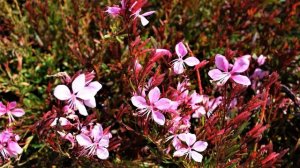 Неприхотливый в уходе многолетник с множеством ароматных цветов!