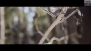 Шахада перед смертью. (Поучительная история)