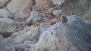 Даманы или скалистые кролики (Damans or rocky rabbits, שפני סלע)