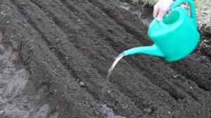 Необычный народный способ посева моркови о котором Вы могли и не знать. Как сажать морковь в кисел