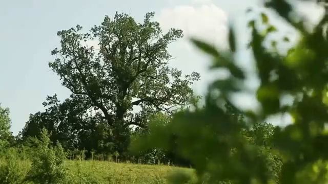 Музей "Полтава" смотреть онлайн