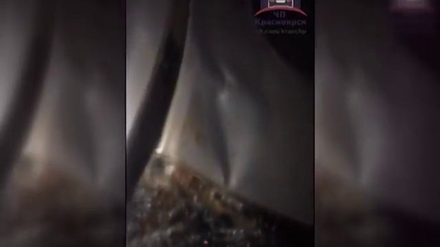 В Красноярском крае участились выходы лосей на трассы смотреть онлайн