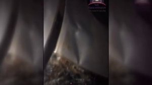 В Красноярском крае участились выходы лосей на трассы