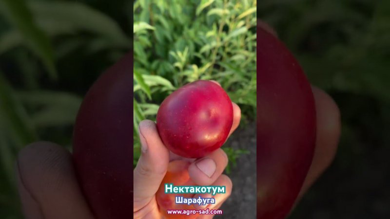 Нектакотум он же Шарафуга на Кубани