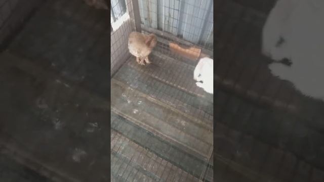 Кролики. Как помыть клетку с крольчатами если их нет возможности пересадить. смотреть онлайн