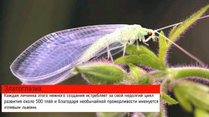 Beneficial insectsоп| TOP-10 насекомых, которых нельзя убивать! Полезные насекомые!