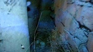 Разведение подсадных уток.