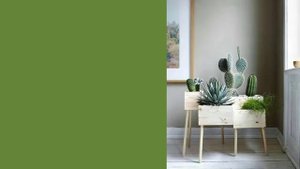 КАК РАЗМЕСТИТЬ РАСТЕНИЯ В ИНТЕРЬЕРЕ