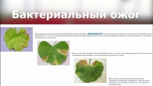 Листья герани желтеют, краснеют, сохнут, скручиваются... Болезни и вредители пеларгонии