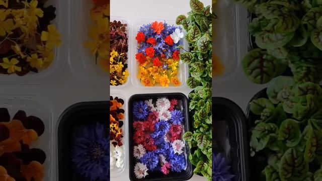 Микрозелень, бебизелень, съедобные цветы и пищевые цветы