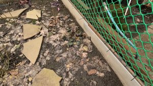 Гейхеры и гейхереллы в зимнем саду