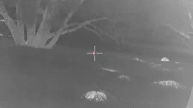 Missed fox in the long grass TrackIR Guide 50mm смотреть онлайн