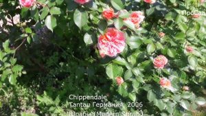 Роза  Chippendale ( Tantau) в моём саду.