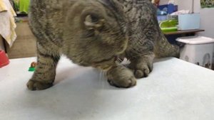 Последствия скрещивания вислоухих особей🥺