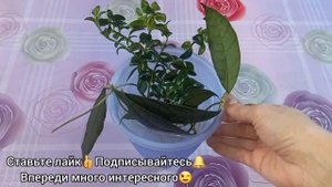 РАЗМНОЖЕНИЕ Хойи начинается с правильного черенка?Самый простой и эффективный способ?Укоренение усо