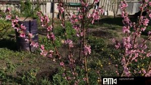 Персики "Киевский Ранний", "Ранний Сычёва", "Донецкий Жёлтый", "Саратовский-33", "Аника-2".