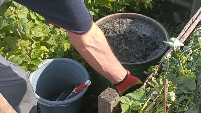 Подкормка томатов (помидор) после высадки. Подкормка рассады перца в открытом грунте для роста