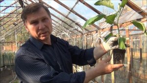 БАКЛАЖАНЫ: высадка рассады в теплицу / грунт. Советы
