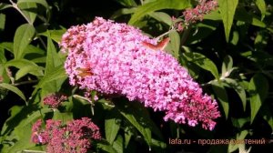 Буддлея давида Пинк Дилайт (buddleja davidii) ? обзор: как сажать, саженцы буддлеи Пинк Дилайт