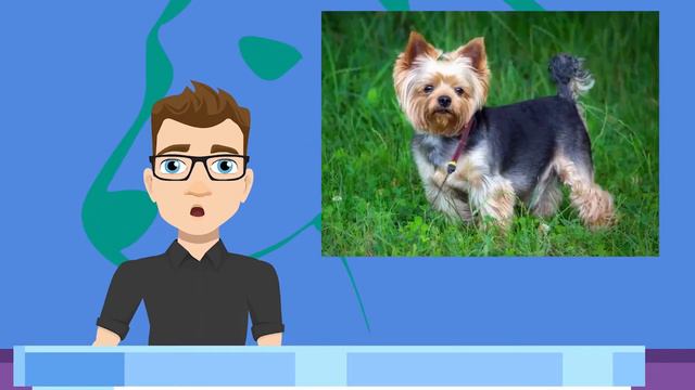 Breaking News! The Labrador Retriever is the Number 1 dog breed in the USA.