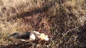 Прогулка Щенок русской гончей 4 месяца